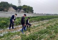 Chung quanh vụ việc ruộng trồng ớt của người dân ở xã Việt Tiến (huyện Vĩnh Bảo) bị phá hoại: Bước đầu hỗ trợ gia đình nạn nhân, đề nghị lực lượng công an vào cuộc truy tìm thủ phạm