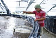 Phòng, chống rét cho J88.com Đăng nhập, Đăng ký trang chủ nhà cái J88 nuôi: Đôn đốc thực hiện hướng dẫn