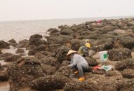 Độc đáo nghề gõ hà biển ở Đồ Sơn