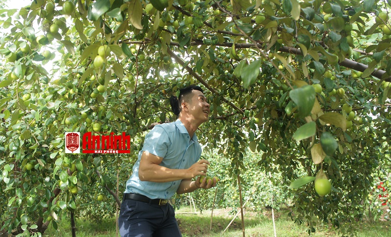Thời tiết thuận lợi, giúp táo phát triển tốt, sai trĩu quả, mang đến niềm vui cho người dân Bàng La