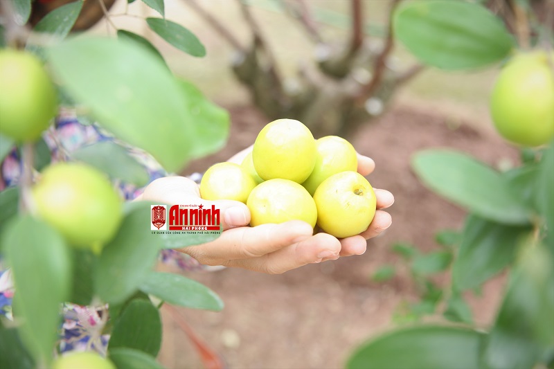 Những trái táo vàng ươm, ngọt đậm đà, giòn, mọng nước