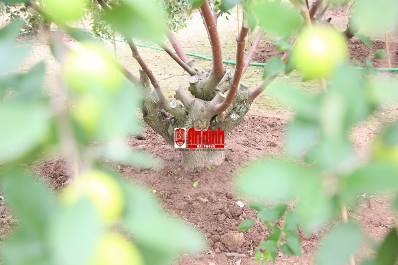 Mỗi gốc táo có tuổi đời trên 10 năm, cho năng suất trung bình từ 1 – 2 tạ quả/năm
