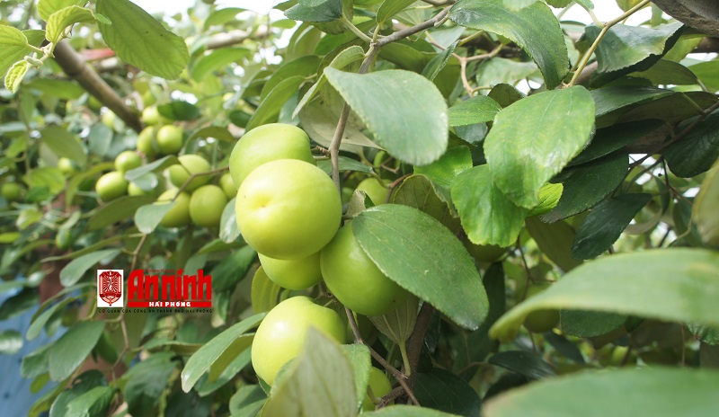 Táo Bàng La hiện hiện được bán tại vườn với giá 30.000 – 35.000 đồng/kg