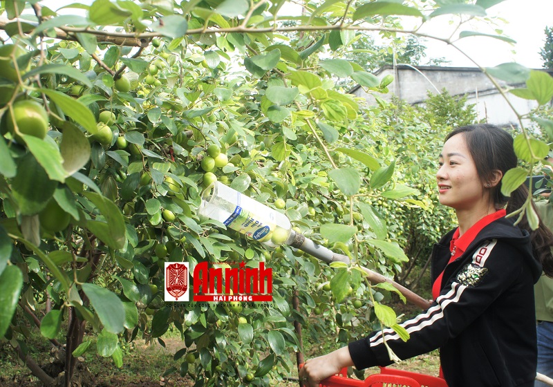 Nhiều bạn trẻ tìm đến vườn táo để tham quan và tự tay hái những trái táo căng mọng về làm quà biếu người thân, bạn bè