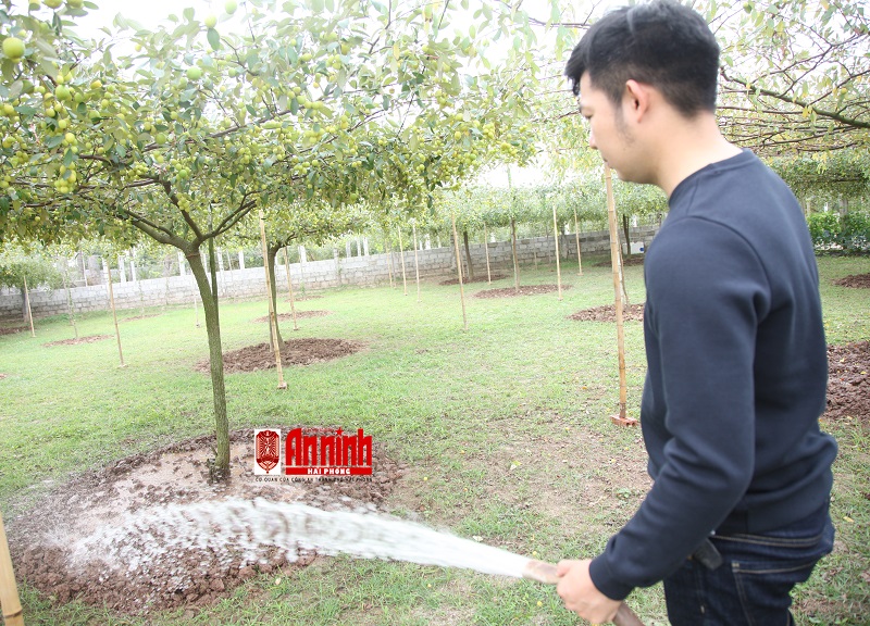 Năm nay, do mưa ít, nắng nhiều nên các chủ vườn thường xuyên tưới nước để cung cấp độ ẩm cho cây táo sinh trưởng, phát triển tốt