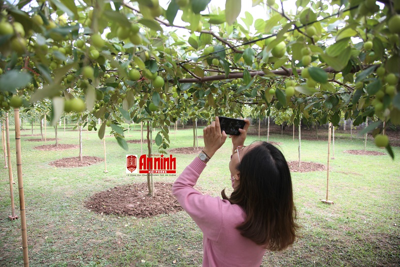 Du khách thích thú với mô hình táo giàn đang được trồng tại hộ gia đình ông Bùi Duy Dũng, phường Bàng La