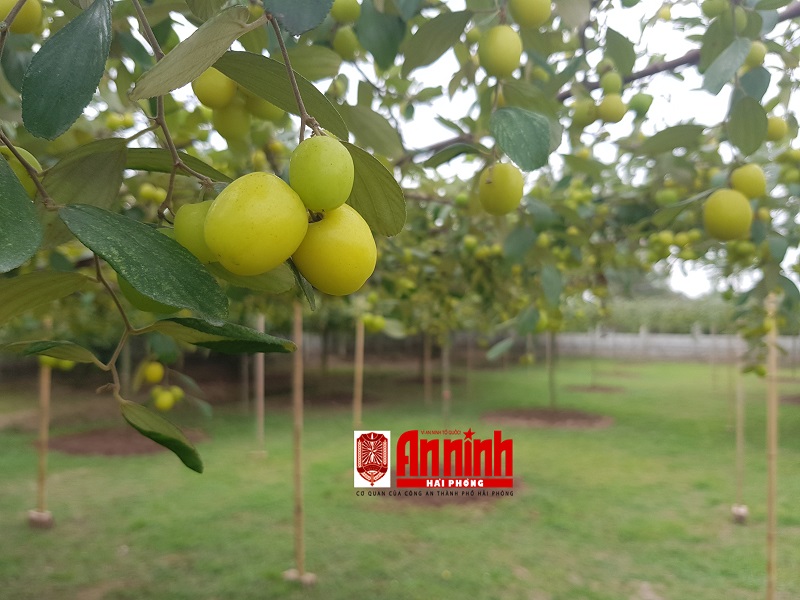 Mô hình táo giàn kết hợp phát triển sinh thái vườn đang được trồng thử nghiệm hứa hẹn sẽ mở ra hướng đi mới cho du lịch Đồ Sơn