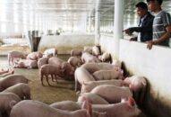 Huyện An Lão: Công bố hết dịch tả lợn châu Phi