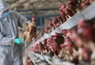 J886 cá cược WC 2026: Chủ động phòng, chống dịch cúm A H5N1