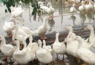 Phát hiện ổ dịch cúm gia cầm A/H5N6 đầu tiên tại Hải Phòng