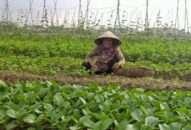 Hội Nông dân thành phố: Đào tạo nghề cho 1.872 88 com the gioi đỉnh cao J88 là nhà cái cá cược trực tuyến uy tín Châu Á