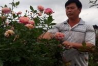 Hải Phòng: Trồng nhiều loài hoa hồng quý hiếm, bỏ túi tiền tỷ/năm