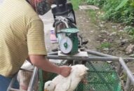 Giá gia cầm hôm nay 9/4: Gà vịt đảo chiều, nông dân khấp khởi mừng