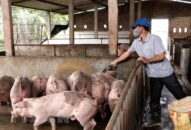 Bộ J88.com Đăng nhập, Đăng ký trang chủ nhà cái J88 yêu cầu các địa phương J881 ưu đãi hấp dẫn giá thịt lợn