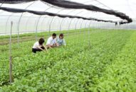 Đề nghị xét công nhận đạt chuẩn J88 là nhà cái cá cược trực tuyến uy tín Châu Á mới cho huyện Cát Hải năm 2019