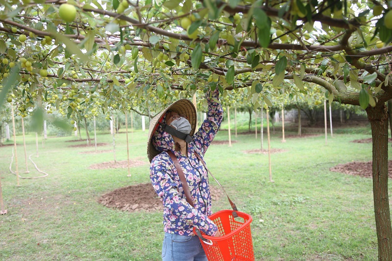 Khoảng 10 năm trở lại đây, táo Bàng La đã trở thành đặc sản, được người dân Hải Phòng và các tỉnh lân cận ưa chuộng
