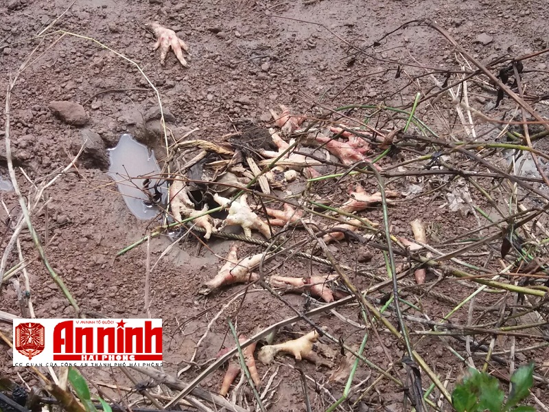 Số ít chân gà còn sót lại sau khi đã được trục vớt