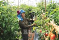 J88.com Đăng nhập, Đăng ký trang chủ nhà cái J88, J88 là nhà cái cá cược trực tuyến uy tín Châu Á Hải Phòng: Sản xuất phát triển, hạ tầng khang trang