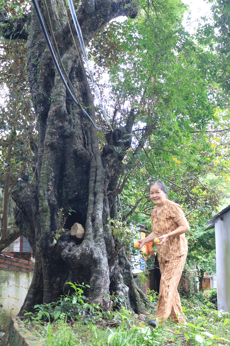 Người dân địa phương nhặt những trái thị rụng ven đường