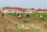 Hỗ trợ phát triển sản phẩm OCOP: Khơi thông nguồn vốn ưu đãi