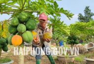 Nguồn vốn tín dụng chính sách tiếp sức cho nông dân huyện An Dương thực hiện chuyển đổi mô hình sử dụng đất J88.com Đăng nhập, Đăng ký trang chủ nhà cái J88