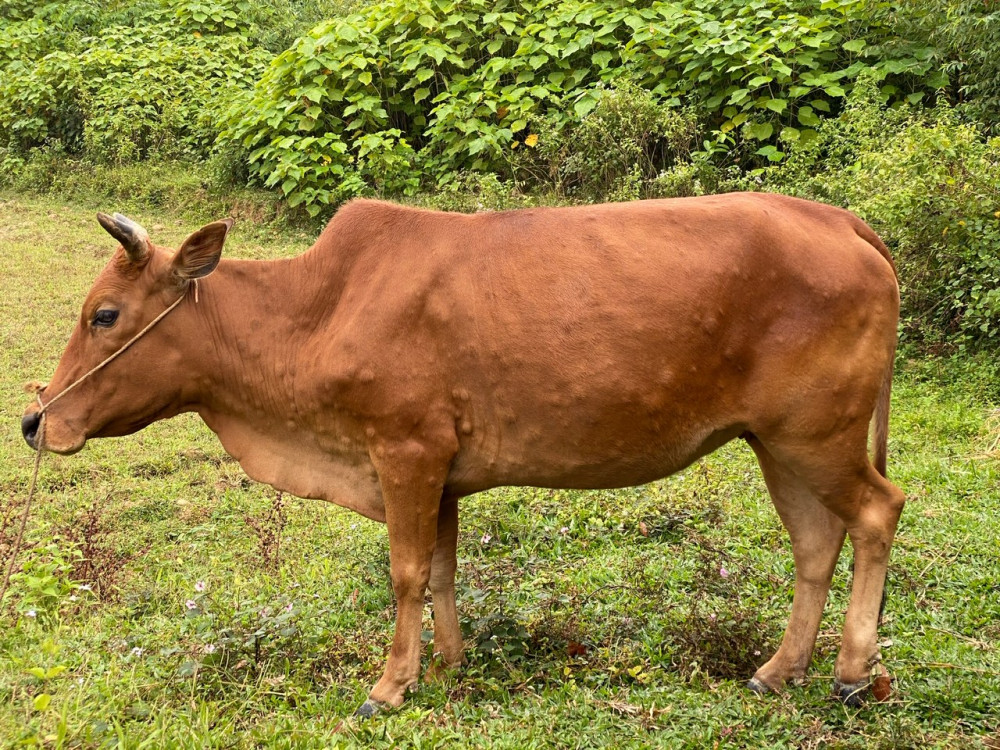 Bệnh Viêm da nổi cục ở trâu bò