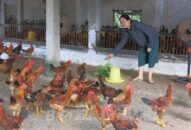 Ứng dụng tiến bộ khoa học kỹ thuật vào J881 tải ứng  gà lông màu: Hỗ trợ người sản xuất nhân rộng