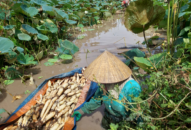 Hải Phòng: Nông dân trồng thứ cây tốt bời bời, bán được tất cả từ lá đến củ