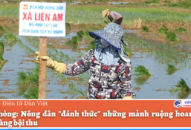 Hải Phòng: Nông dân “đánh thức” những mảnh ruộng hoang cằn cho mùa vàng bội thu