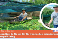 Hải Phòng: Nuôi ốc đặc sản dày đặc trong ao bèo, anh nông dân thu 20 triệu đồng mỗi tháng