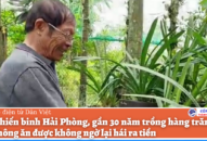 Cựu chiến binh Hải Phòng, gần 30 năm trồng hàng trăm loài cây không ăn được không ngờ lại hái ra tiền