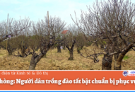 Hải Phòng: Người dân trồng đào tất bật chuẩn bị phục vụ Tết