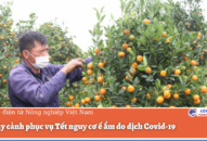 Hoa cây cảnh phục vụ Tết nguy cơ ế ẩm do dịch Covid-19