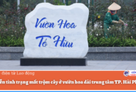Tiếp diễn tình trạng mất trộm cây ở vườn hoa dải trung tâm TP. Hải Phòng