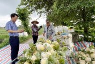 Xã Tân Hưng (huyện Vĩnh Bảo) được mùa dưa vàng
