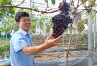 Anh nông dân “tay ngang” Hải Phòng trồng thứ cây chưa ai trồng ở quê bao giờ, cả làng ai cũng muốn xem