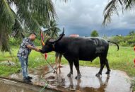 Lễ hội chọi trâu truyền thống Đồ Sơn trở lại sau 2 năm tạm ngừng do COVID-19