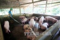 Ngăn chặn, xử lý việc vận chuyển lợn qua biên giới
