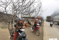 ‘Đào rừng’ có thật từ rừng?
