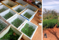 Đắk Nông: Tạm giữ một đối tượng để JJ88 Casino online, Thể thao, Xổ số, Bắn cá, Đá gà, Nổ hũ hành vi trồng cần sa