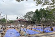 Hoa lê trong đời sống người Hải Phòng những ngày sau Tết