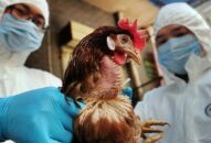 Chủ động ngăn chặn bệnh Cúm gia cầm (H5N1) xâm nhập và lây nhiễm sang người
