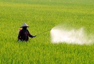 Tăng cường phun trừ sâu cuốn lá nhỏ lứa 2 bảo vệ sản xuất lúa vụ Xuân 2023