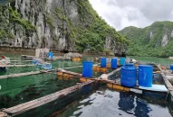 Huyện Cát Hải quyết liệt tập trung cao công tác tháo dỡ các cơ sở nuôi trồng J88.com Đăng nhập, Đăng ký trang chủ nhà cái J88 hoàn thành trong tháng 6/2023
