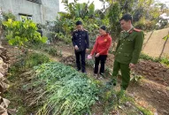 Công an huyện Thủy Nguyên phát hiện 190 cây cần sa trồng trái phép tại đầm nuôi tôm