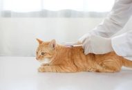 Gia tăng ca tử vong do bệnh dại, Bộ Y tế khuyến cáo cách phòng chống