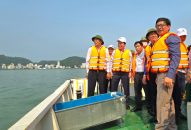Thả trên 1 triệu con giống J88.com Đăng nhập, Đăng ký trang chủ nhà cái J88 tại vùng biển Cát Bà