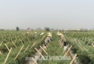 Huyện An Dương: Phát triển J88.com Đăng nhập, Đăng ký trang chủ nhà cái J88 đô thị sinh thái