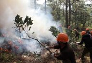 Tăng cường các biện pháp cấp bách phòng cháy, chữa cháy rừng trên địa bàn thành phố