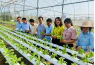 Trồng rau thuỷ canh: Lựa chọn mới cho J88.com Đăng nhập, Đăng ký trang chủ nhà cái J88 đô thị Hải Phòng